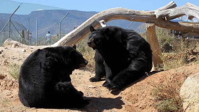 black bear fence.jpg